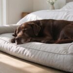 How to Choose the Right Bed for Your Dog